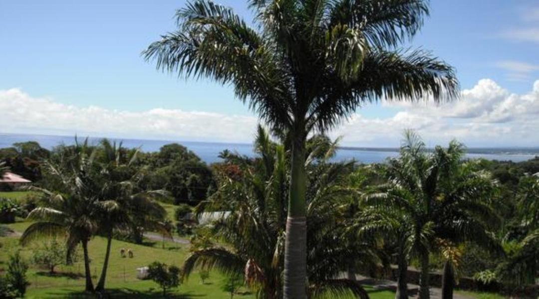 Island Goode'S - Luxury Adult Only Accommodation Near Hilo Papaikou Buitenkant foto