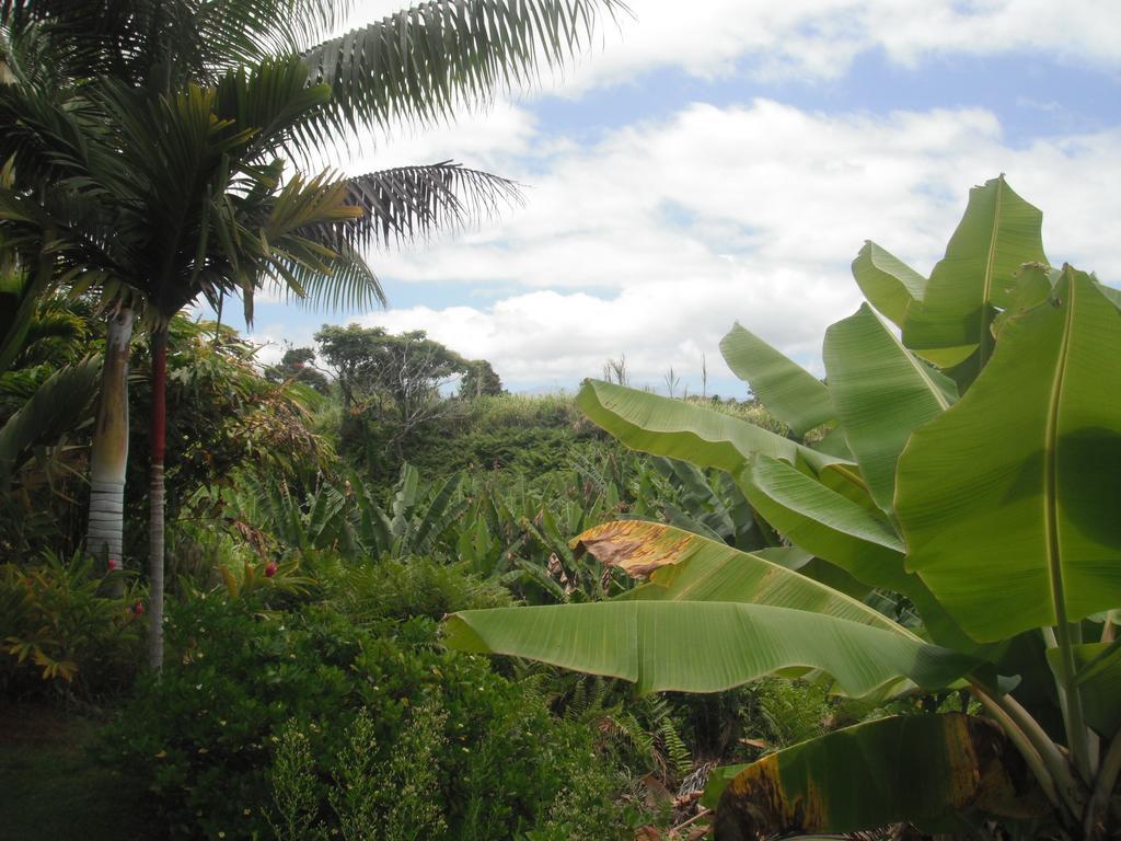 Island Goode'S - Luxury Adult Only Accommodation Near Hilo Papaikou Buitenkant foto