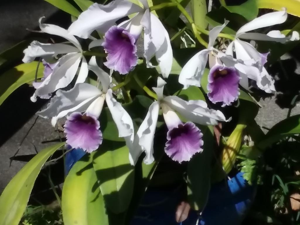 Island Goode'S - Luxury Adult Only Accommodation Near Hilo Papaikou Buitenkant foto