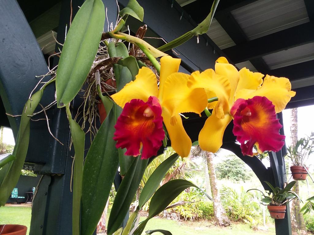 Island Goode'S - Luxury Adult Only Accommodation Near Hilo Papaikou Buitenkant foto