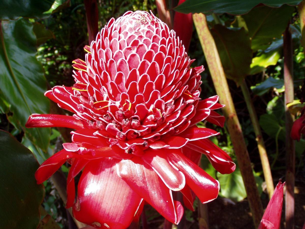 Island Goode'S - Luxury Adult Only Accommodation Near Hilo Papaikou Buitenkant foto