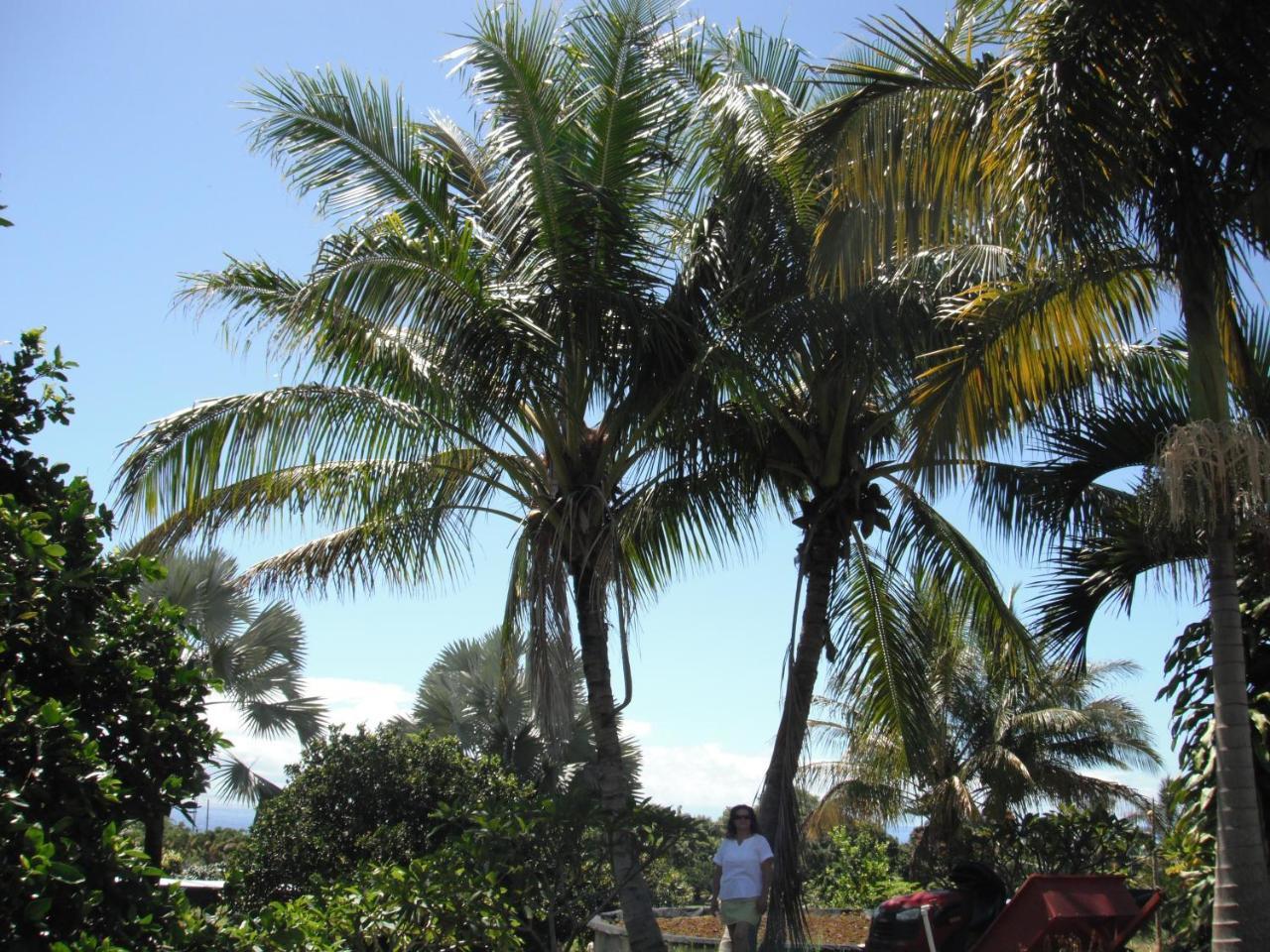 Island Goode'S - Luxury Adult Only Accommodation Near Hilo Papaikou Buitenkant foto