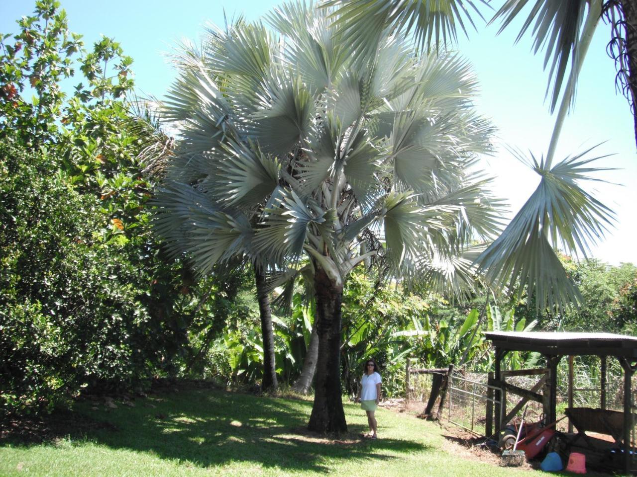 Island Goode'S - Luxury Adult Only Accommodation Near Hilo Papaikou Buitenkant foto